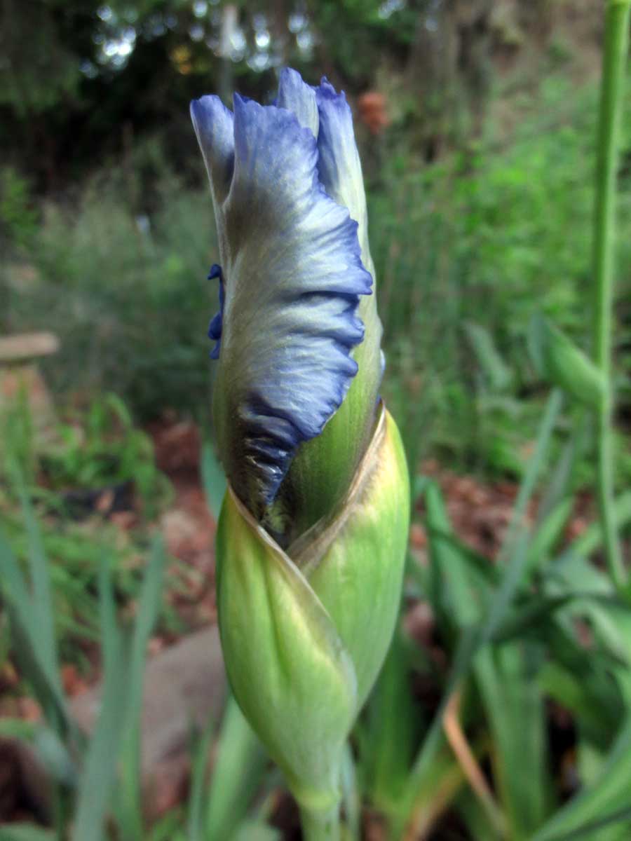 Blue iris by Susan Fluegel